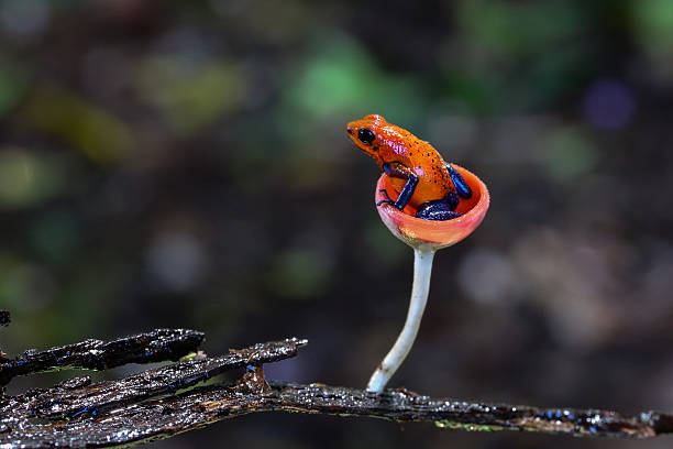 Blue jeans dart frog in Costa Rica Blue jeans dart frog in Costa Rica sitting in a fungi cap poison arrow frog photos stock pictures, royalty-free photos & images