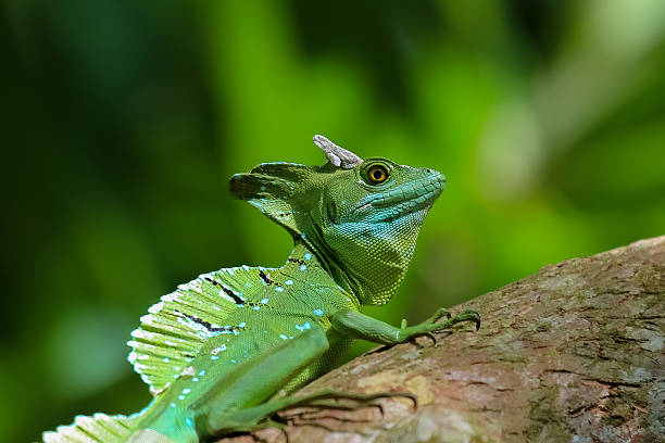 istock Emerald basilisk in Costa Rica 636701946