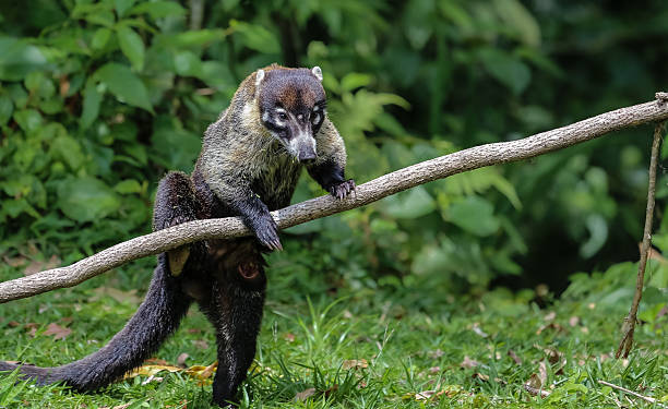 nasenbaer na costa rica - coati - fotografias e filmes do acervo