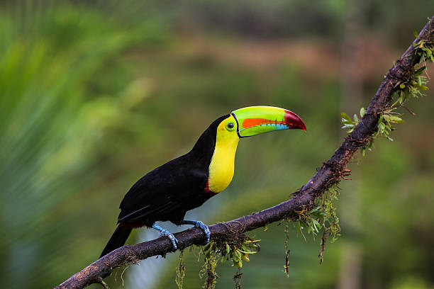 istock Keel billed toucan in Costa Rica 636702340