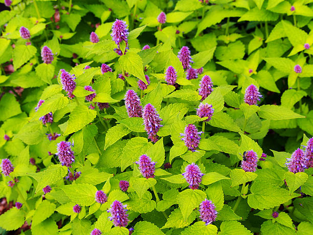 Agastache foeniculum 'Golden Jubilee' (blue giant hyssop, anise hyssop) Yellow and violet Agastache foeniculum 'Golden Jubilee' (blue giant hyssop, anise hyssop) agastache stock pictures, royalty-free photos & images