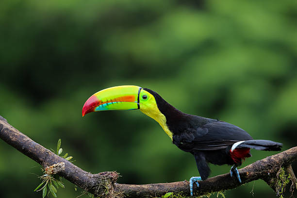 istock Regenbogentukan in Costa Rica 636702472