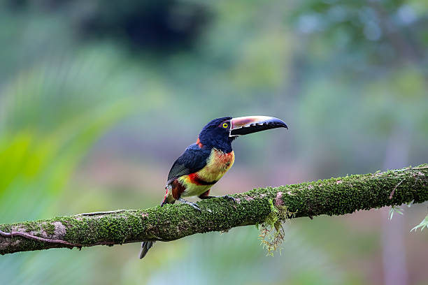 istock Halsbandarassari in Costa Rica 636702658