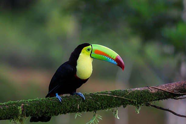 istock Regenbogentukan in Costa Rica 636702792