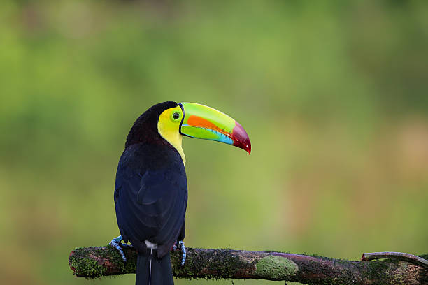 istock Regenbogentukan in Costa Rica 636702826