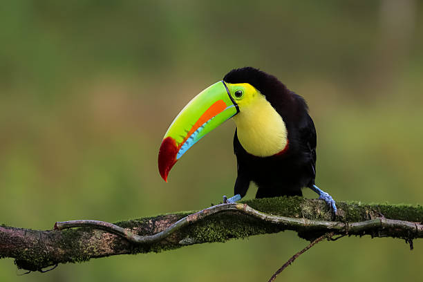 istock Regenbogentukan in Costa Rica 636702924