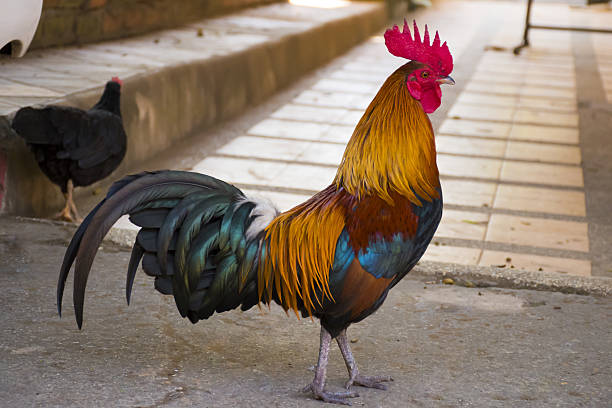 istock Colorful cock is walking on the floor. 636702938