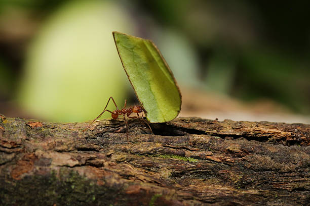 istock Leafcutter ant in the jungle, Costa Rica 636704104