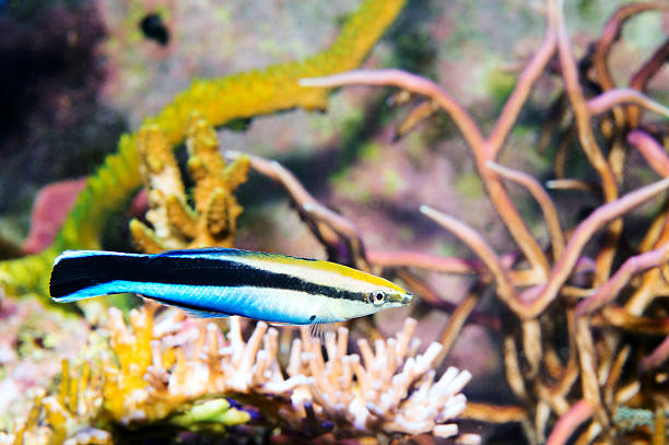 Cleaner Wrasse Cleaner Wrasse in a reef labroides dimidiatus stock pictures, royalty-free photos & images