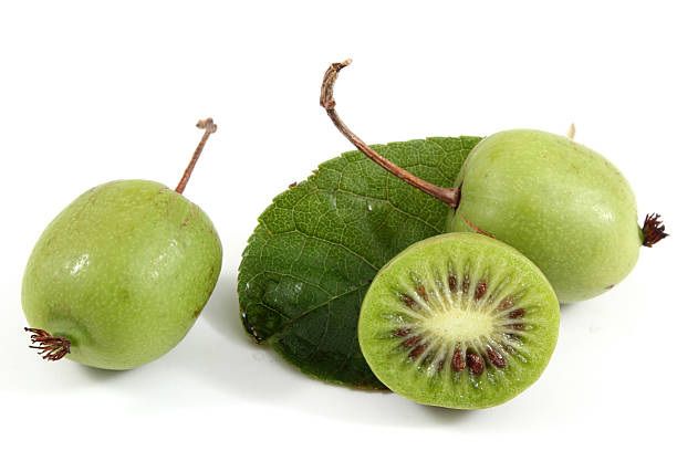 pequenas frutas kiwi com metade (actinidia kolomikta) - actinidia - fotografias e filmes do acervo