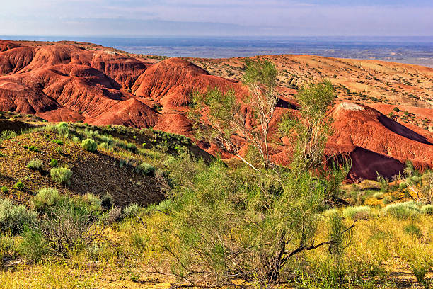 istock Green bush on a background of red mountains 636705452