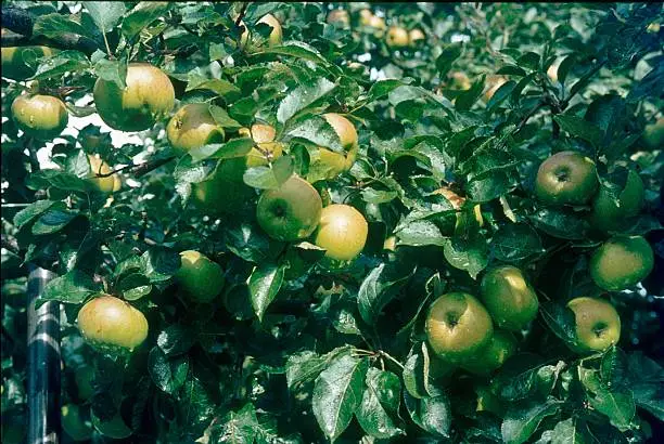 Photo of Apples after a rain shower