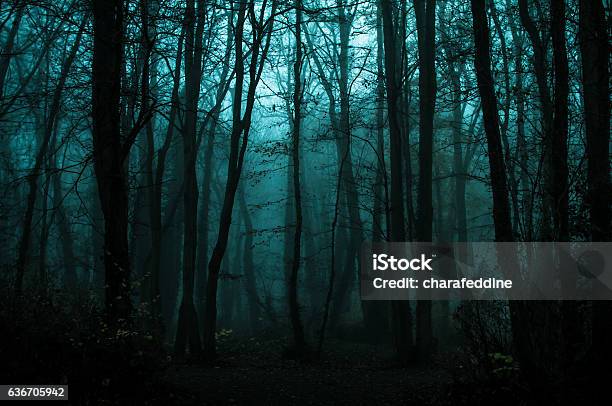 Fall In Woods Stock Photo - Download Image Now - Forest, Dark, Night