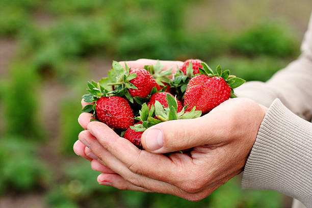 istock Fresh organic berry in hands 636706734