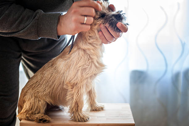 Examination of ears puppy Cairn Terrier Examination of ears puppy Cairn Terrier cairn terrier stock pictures, royalty-free photos & images