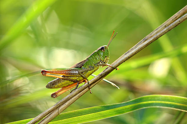 grasshopper stock photo