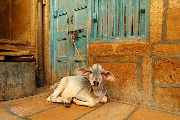 Young holy cow in Jaipur stock photo