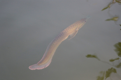 Arowana young fish beautiful fish tail, swimming lonely  in the pond