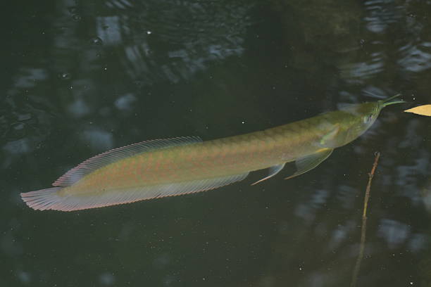 istock Arowana young fish beautiful fish tail, swimming lonely 636710496