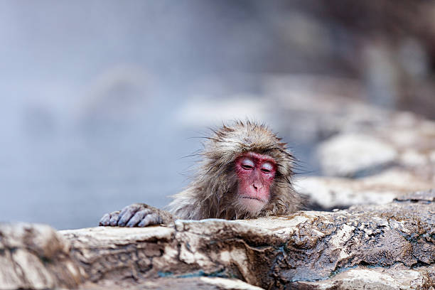 istock Red face of monkey, Jigokudani, Nagano, Japan 636710632