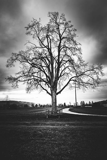 A single oak on a hill in Spain in black and white
