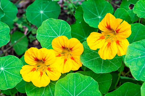 Nasturtium, also known as Tropaeolum, or Indian Cress. (Science name Tropaeolum majus L.). Native to South and Central America, includes several very popular garden plants. Plants in this genus have showy, often intensely bright flowers, and rounded, peltate (shield-shaped) leaves with the petiole in the centre. The flowers are bisexual and zygomorphic, with five petals, a superior three-carpelled ovary, and a funnel-shaped nectar spur at the back, formed by modification of one of the five sepals.