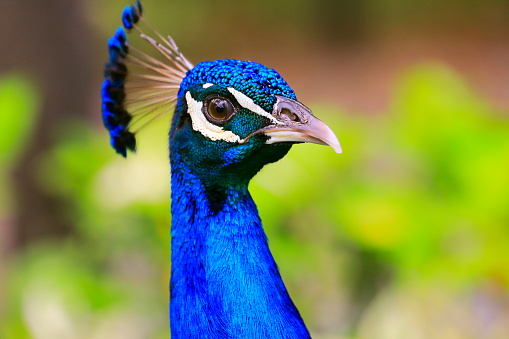Wild beautiful asian indian Peacock head with iridescent blue neck