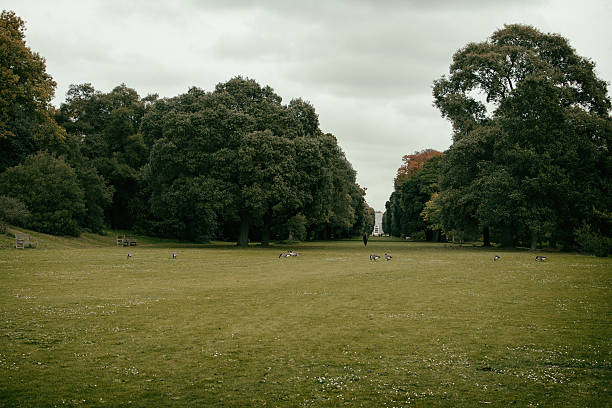 istock Trees On Grassy Field In Park Against Cloudy Sky 636713349