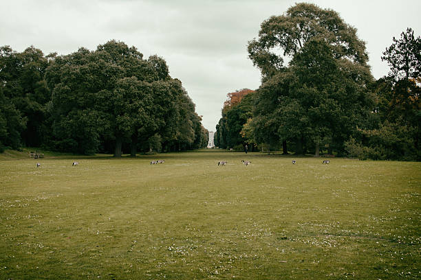 istock Trees On Grassy Field In Park Against Cloudy Sky 636713365