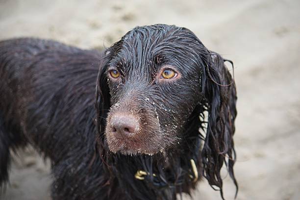 istock Handsome wet chocolate working type cocker spaniel puppy dog 636713422