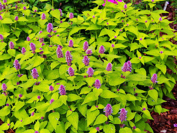 Agastache foeniculum 'Golden Jubilee' (blue giant hyssop, anise hyssop) Yellow and violet Agastache foeniculum 'Golden Jubilee' (blue giant hyssop, anise hyssop) agastache stock pictures, royalty-free photos & images