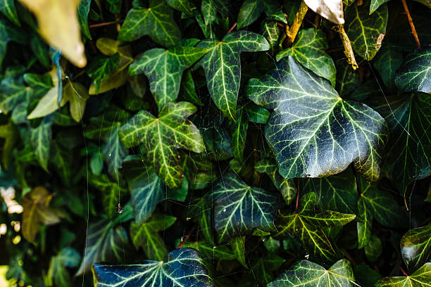 Close-up of Green Ivy Leaf with Natural Sunlight Bokeh