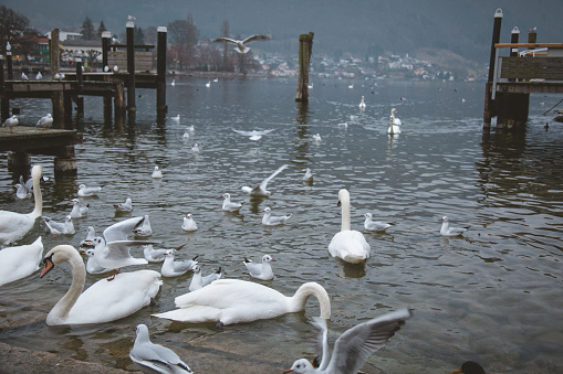 Traunsee lake austria in december   , seagull and swans together
