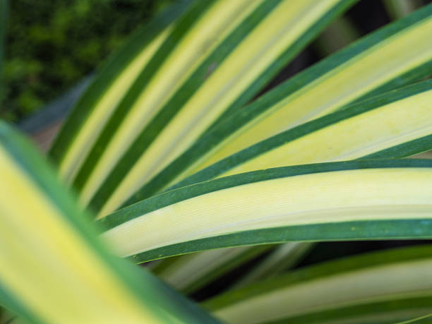 istock Pandanus veitchii Leaves in a Row 636715092