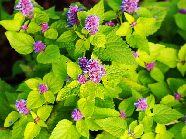 Agastache foeniculum 'Golden Jubilee' (blue giant hyssop, anise hyssop) Yellow and violet Agastache foeniculum 'Golden Jubilee' (blue giant hyssop, anise hyssop) agastache stock pictures, royalty-free photos & images