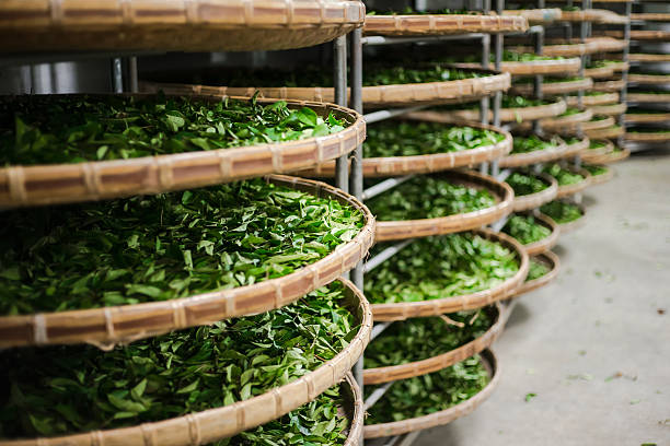 fresh organic tea bud & leaves Asia culture concept image - view of fresh organic tea bud & leaves on bamboo basket in Taiwan, the process of tea making oolong tea stock pictures, royalty-free photos & images