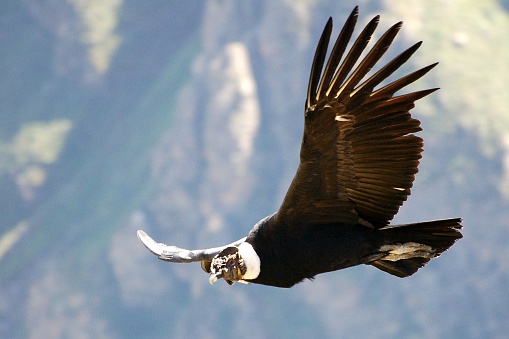Beautiful Condor in the Andes of Peru