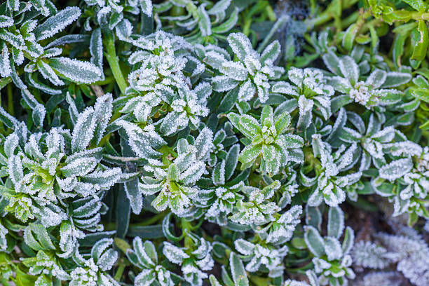 Icy white frost covers the small green plant