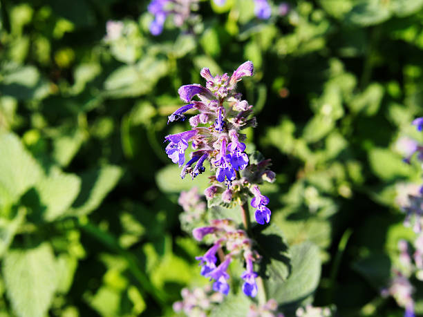 Detail of Nepeta faassenii Detail of Nepeta faassenii (catmint, Faassen's catnip) nepeta faassenii stock pictures, royalty-free photos & images