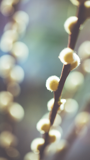 Cute Catkin of a willow tree in spring