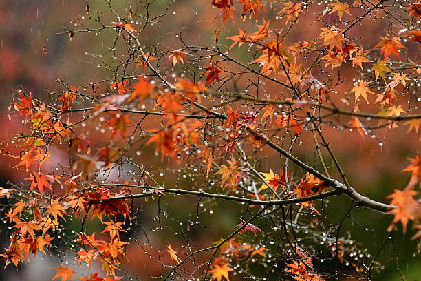 istock Japanese Autumn Foliage in the Rain 636718118