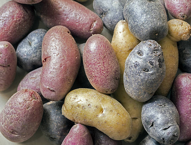 istock Purple,red and brown potatoes 636718302