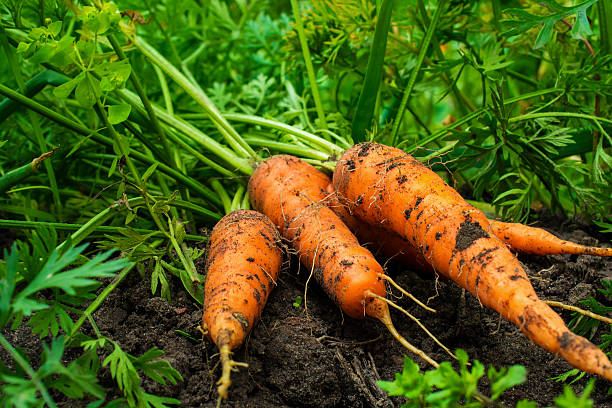 frisch reife geerntete karotten auf dem boden im garten - carotin stock-fotos und bilder