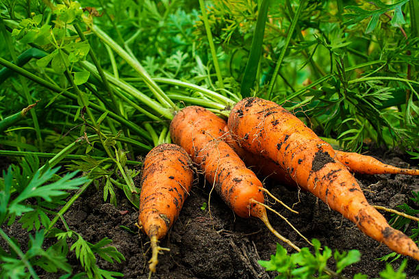 fresh ripe harvested carrots on the ground in the garden fresh ripe harvested carrots on the ground in the garden on the planting bed pile of carrots stock pictures, royalty-free photos & images