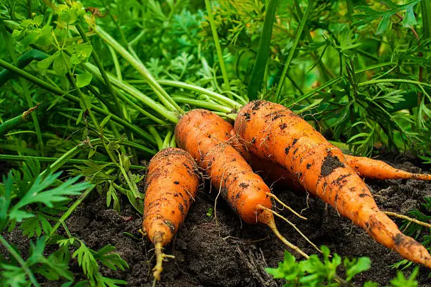 Photo of fresh ripe harvested carrots on the ground in the garden