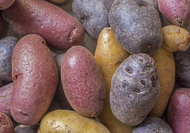 istock Purple,red and brown potatoes 636718420