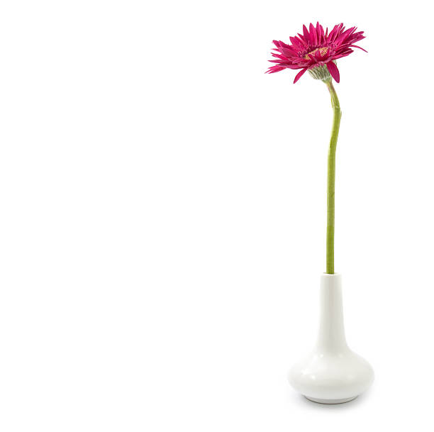 istock single gerbera  flower pink on vase isolated on white 636718472