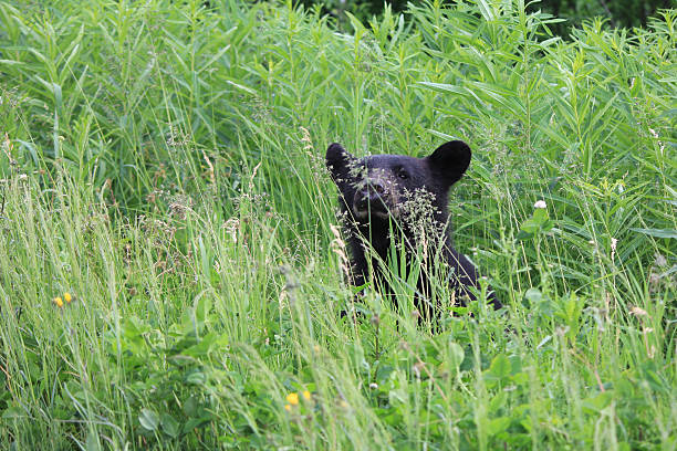 istock Black Bear Calf British Columbia Canada 636718702