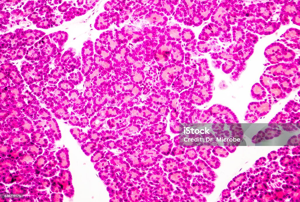 Microscopic photo showing pancreatic tissue Microscopic photo showing pancreatic tissue. Light micrograph of pancreas, magnification 100x Island Stock Photo