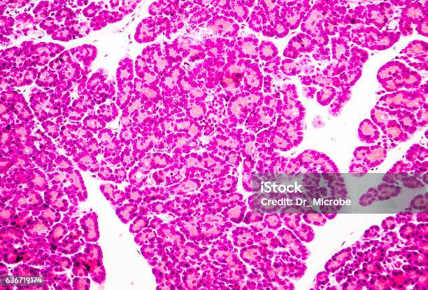 Microscopic Photo Showing Pancreatic Tissue Stock Photo - Download Image Now - Island, Islet of Langerhans, Human Pancreas